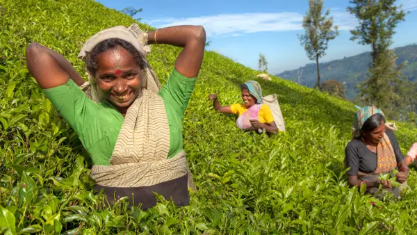 Teplukkere på en plantage i Sri Lanka.